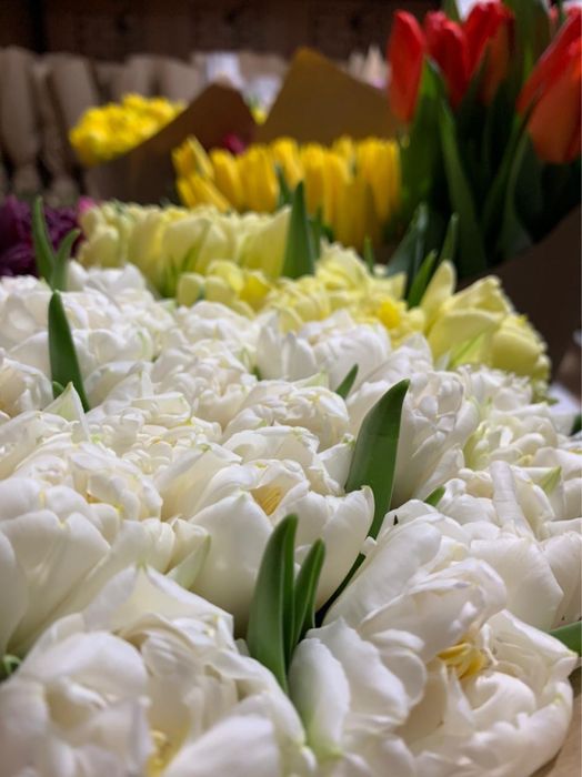 Тюльпаны мелкий и крупный опт