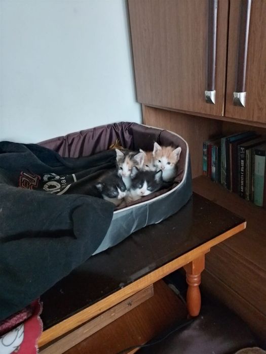 Подаряваме малки котенца мъжки и женски