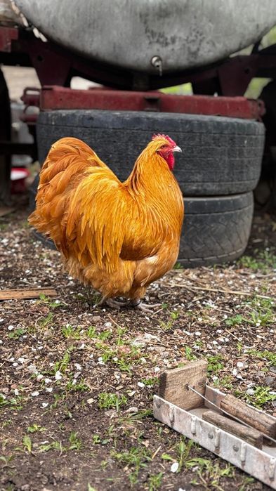 Инкубационные яйца