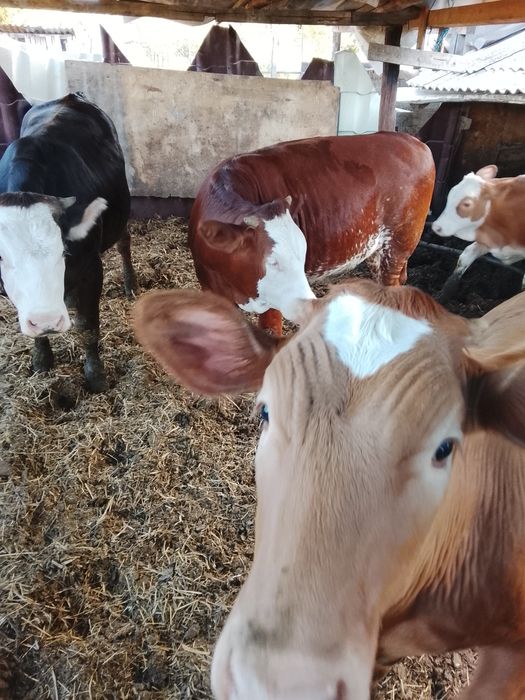 Vând 4 vițele bălțate