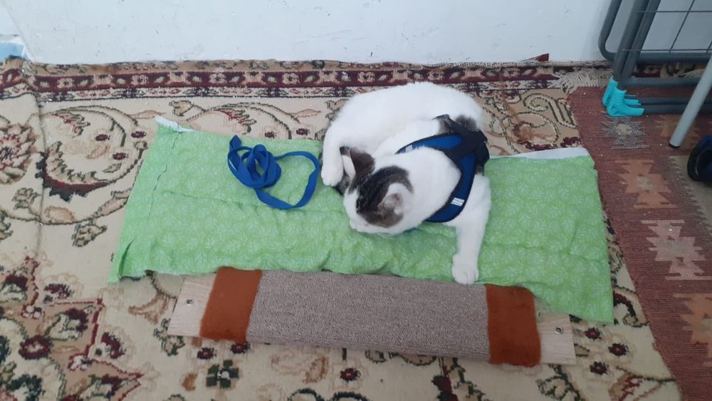 Ласковые нежные котята в добрые руки