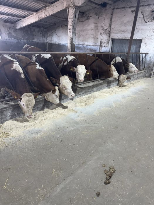 Vitei pentru export de vanzare