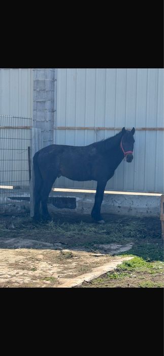 Продам лошадь жеребец