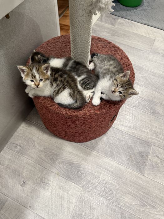 Котята в добрые руки