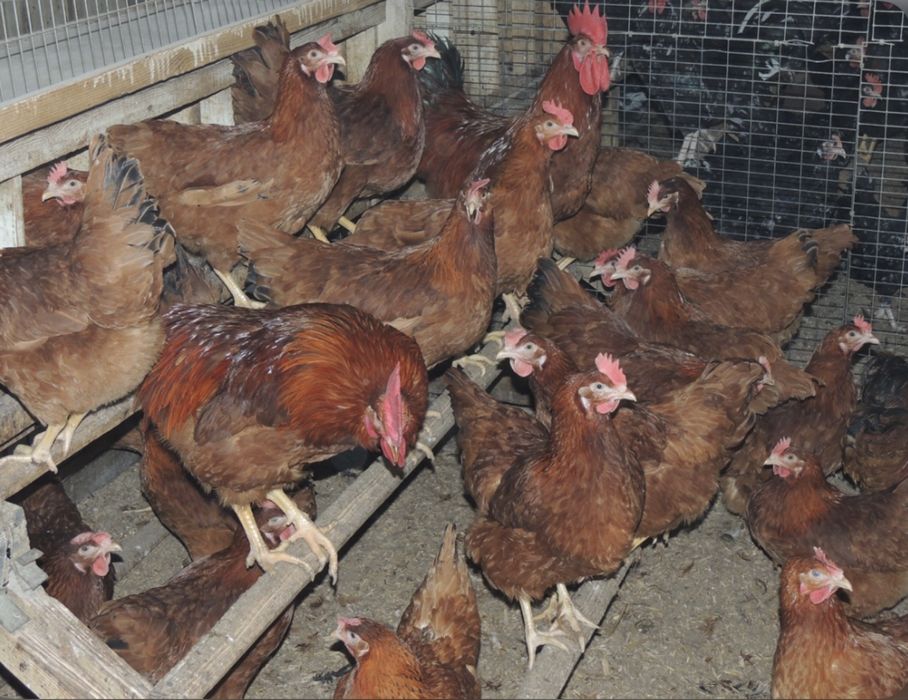 Продам дом.курей с петухом полубрама