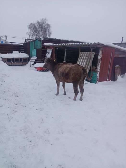 Продам телку полторашку