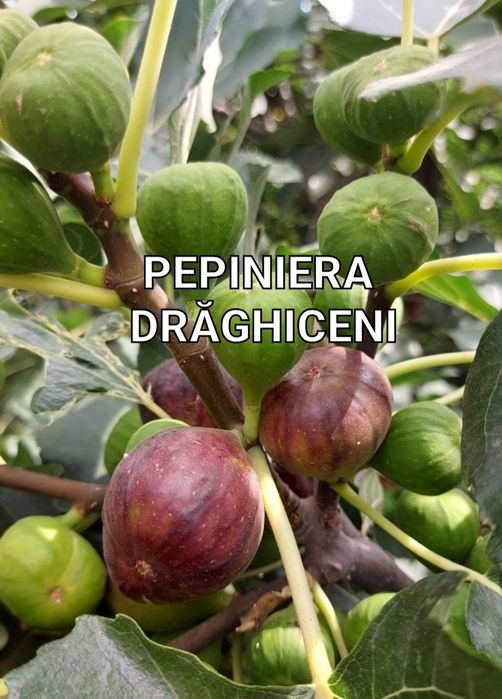 Smochini la ghiveci diferite soiuri