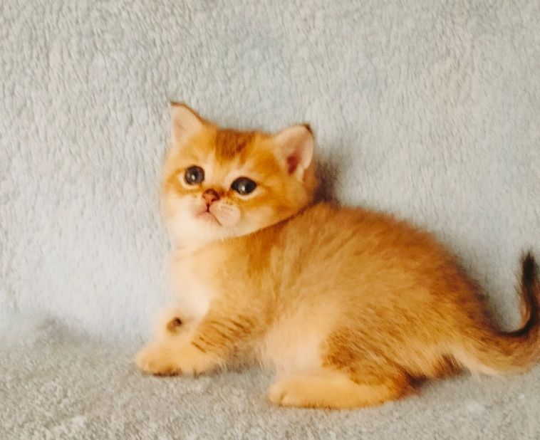 Котята Шиншиллы Золото