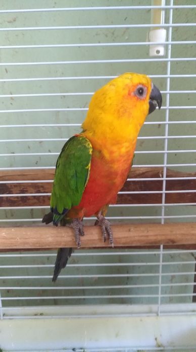 Папагали на добри цени