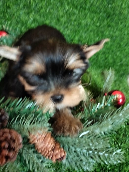 Продам щенков породы йоркширский терьер