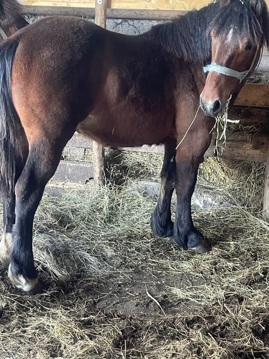 Vand manz de 12 luni