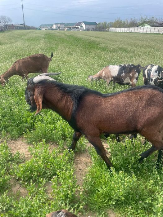 Tap amglonubian ,rasa  pura