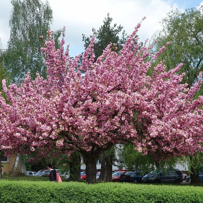 Cires Japonez Kanzan