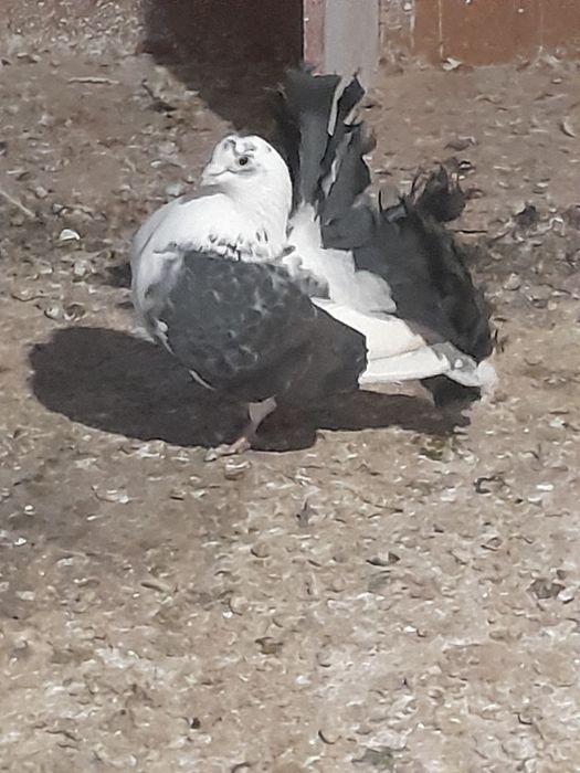 Vând porumbei curcani