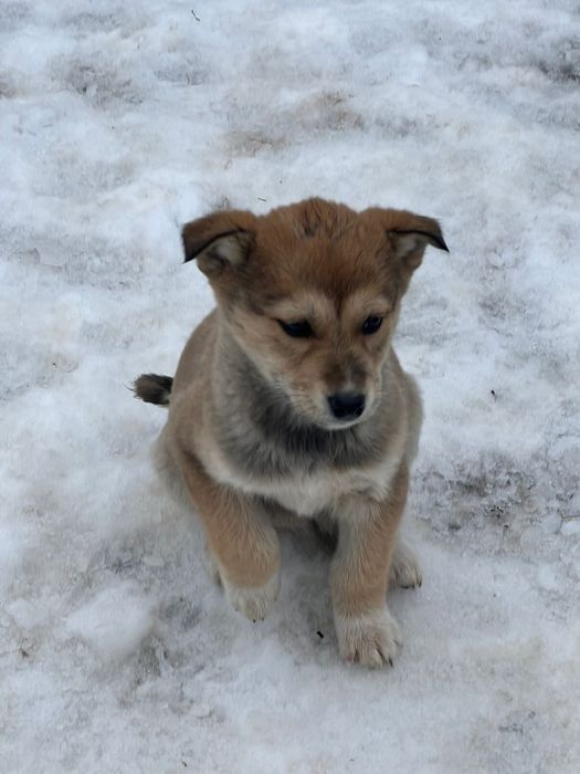 Продам щенков от мамы Хаски