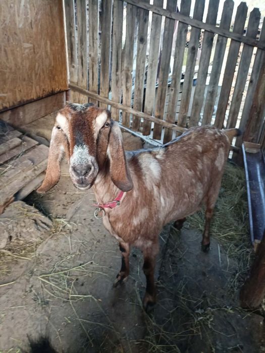 Vând capra anglonubiana gestantă în aproape 2 luni!