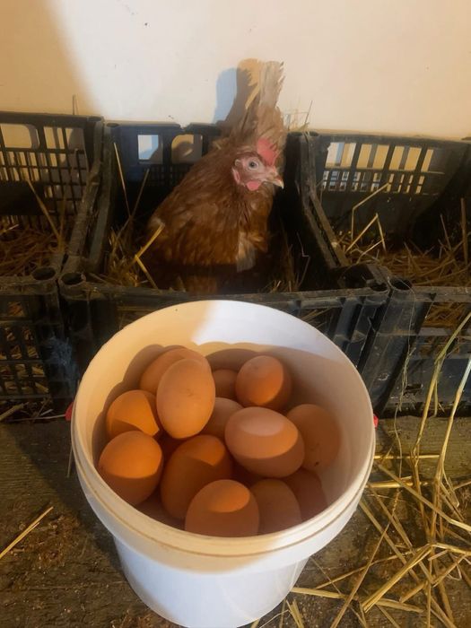 Oua de casa proaspete si naturale