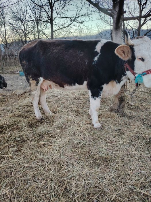 Vând vacă cu lapte