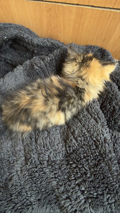 котенок бесплатно