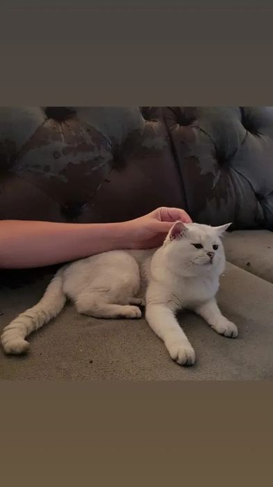 Британские золотые шиншиллы