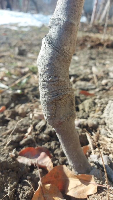 iskana payvandlash Искана пайванд килиш хизмати 15000 минг
Урик, нок,о