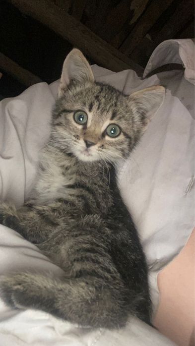 Котенки отдам в добрые руки