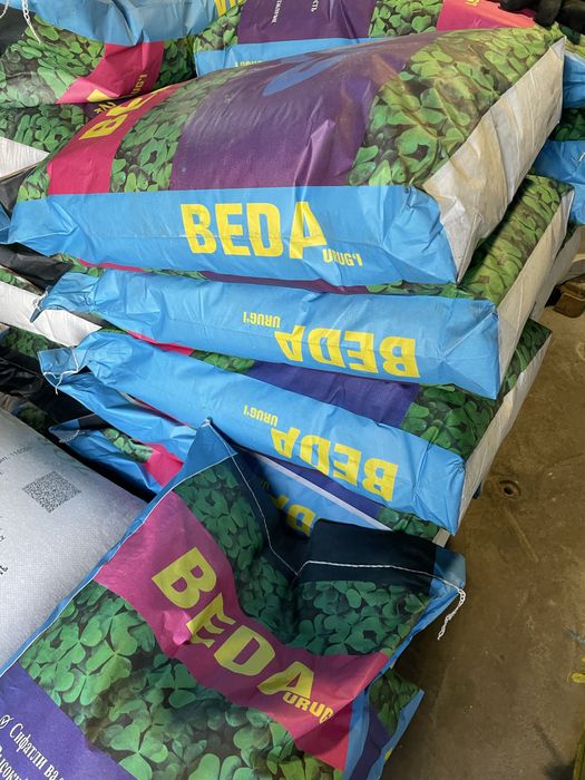 Beda urugʻi klevr