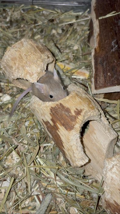Vand pui de veverite Degu