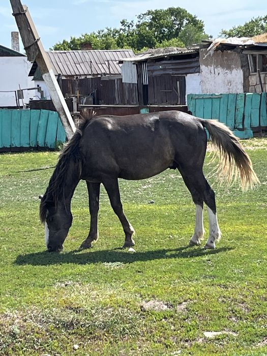 Құнан, піштірілген