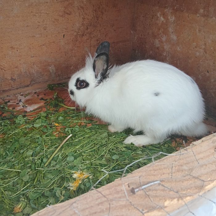 Vand o femela UG si una cap de leu una de 4 luni UG si aia cap de leu 6 luni