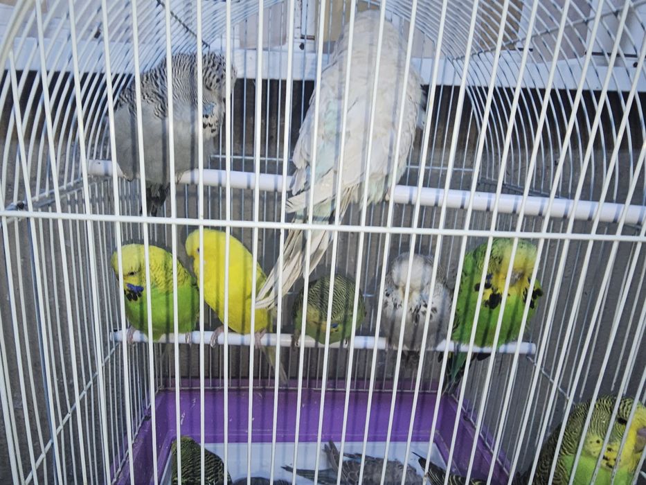 Vand pui si perusi standard