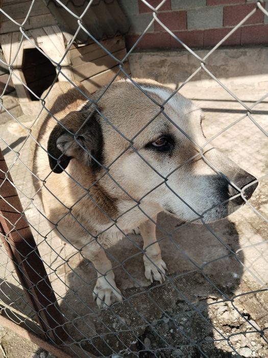 Отдам в хорошие руки.