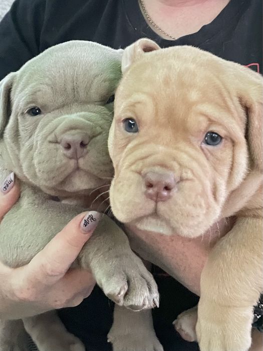 Американский булли