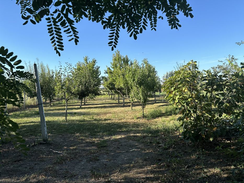 Grădină de vânzare