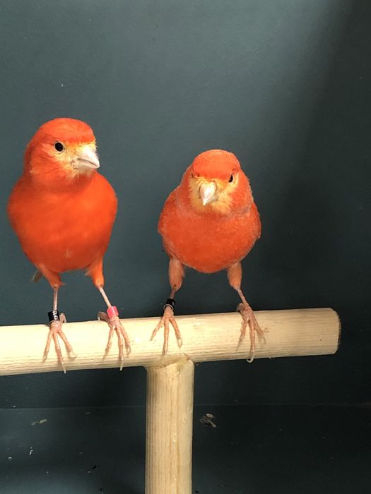 Пара канареек (самка + самец)