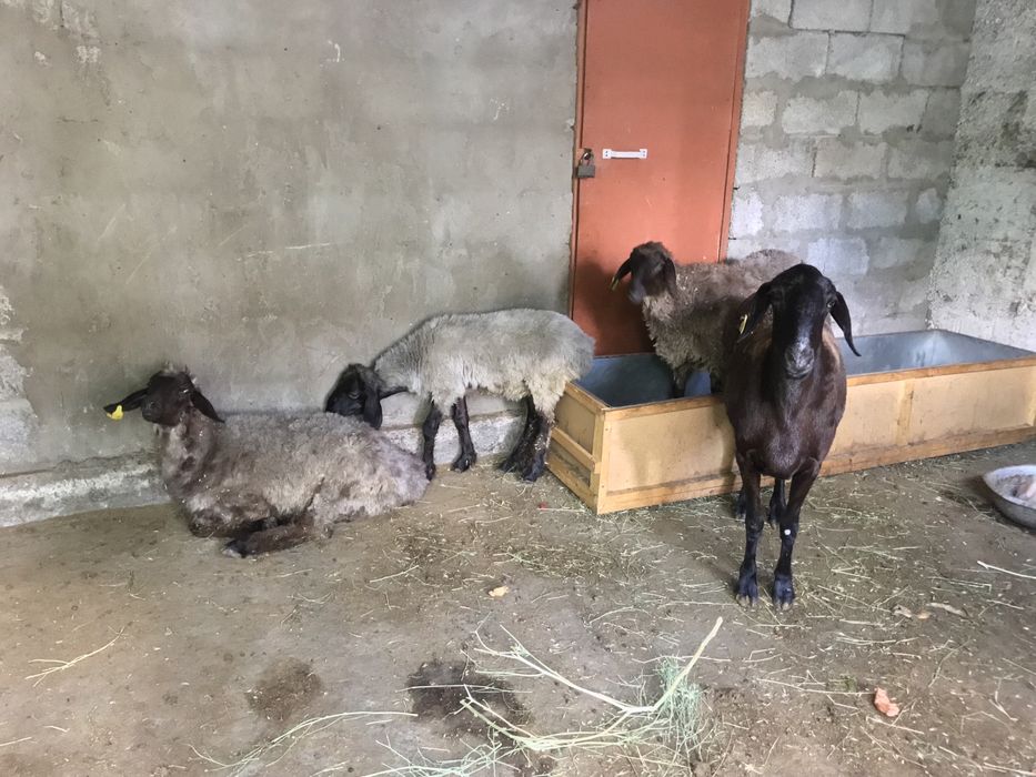 Продам баранов г.Кентау