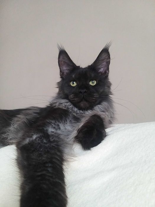 Котята породы Мейн-кун