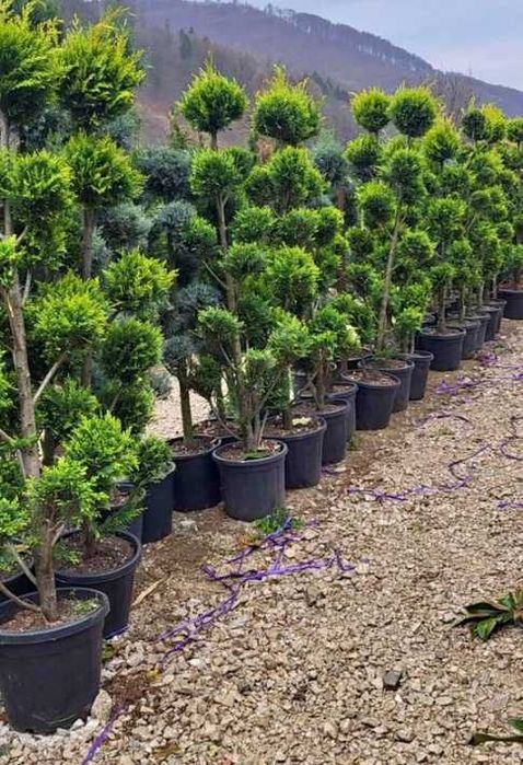 Plante Decorative pentru Grădini și Curți Premium