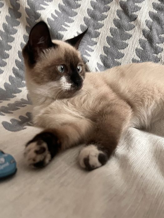 Отдам котёнка в добрые руки