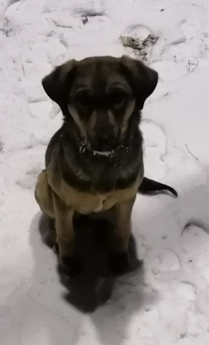 Отдадим щенка в хорошии руки