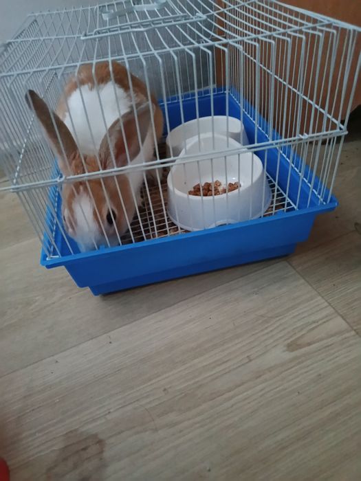 Продам заичик домашный с клеткам