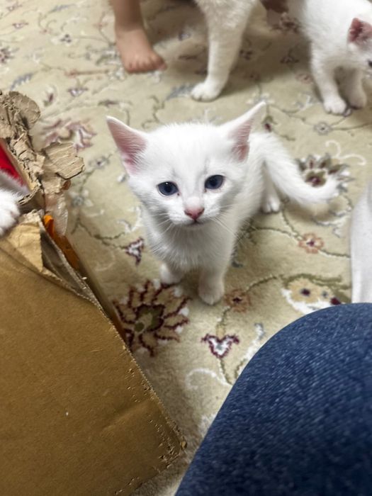 Котята пародистые