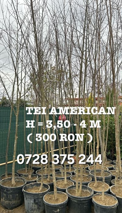 Stejar platan tei