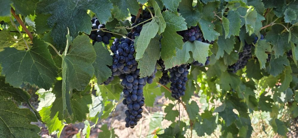 Vând Strugurii de vin