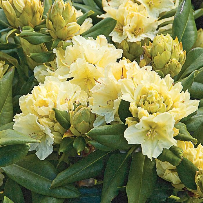 Rhododendron (Trandafir De Munte )