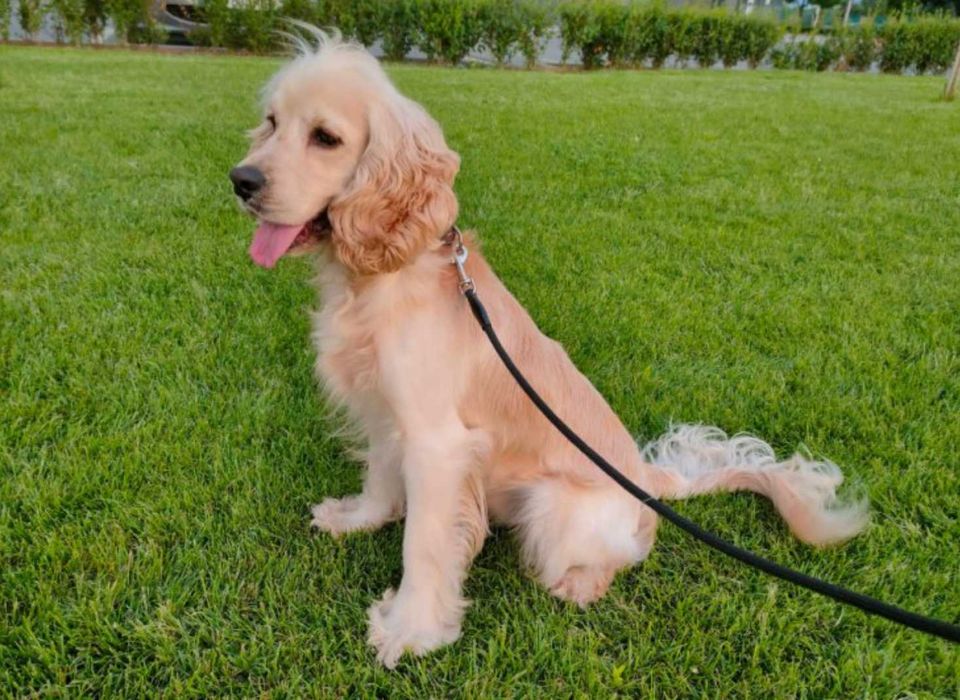 Мъжки кокер шпаньол Били търси нов дом