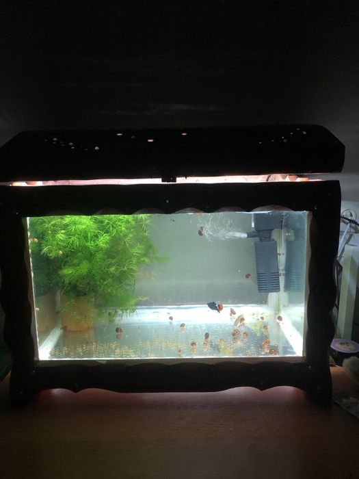 Аквариум с рыбками.