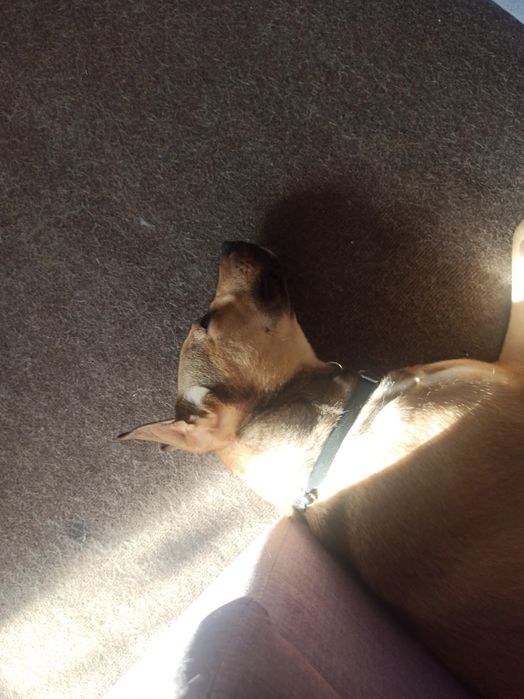 Помись питбуль-стаф