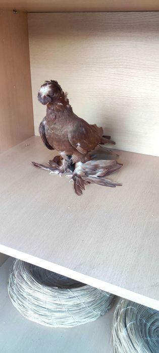 Голубь      .              .