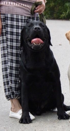 Кобель лабрадор ретривера на вязку